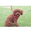 AQUAONE - Colorful Nylon Leash Pet Harnesses Purple